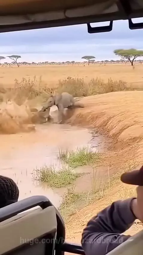 A mother elephant charges into water to save her baby calf from a crocodile's jaws.