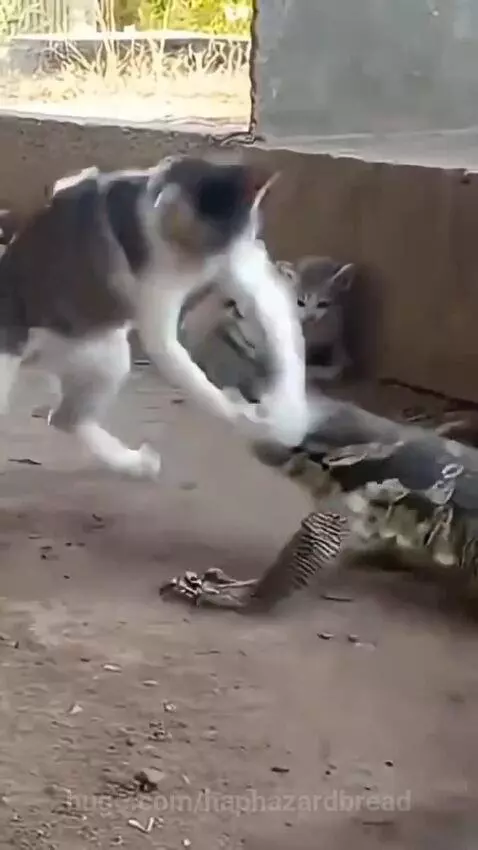Mother cat aggressively swatting at a monitor lizard to protect her three small kittens huddled behind her.