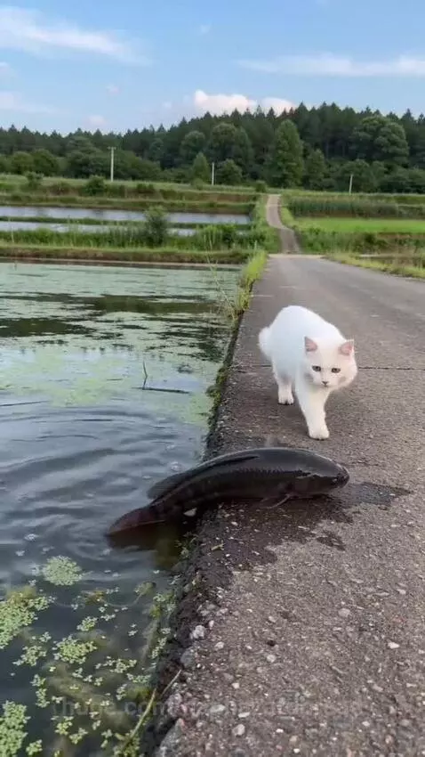 A white cat nudging a dark fish with its head back into a body of water on a paved path.