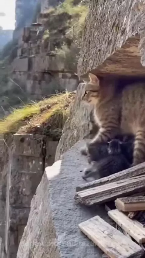A mother cat hissing and swatting at an eagle to protect her two kittens.