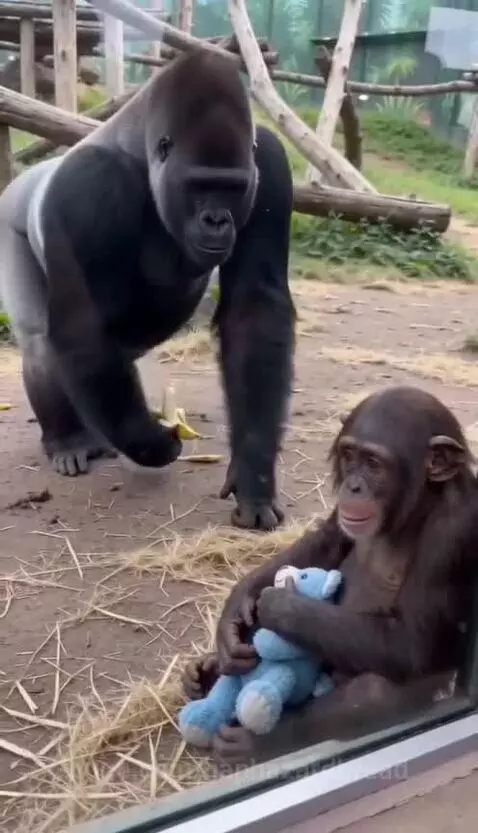 Baby chimp holding a teddy bear, being comforted by a large gorilla who offers a banana and a hug.