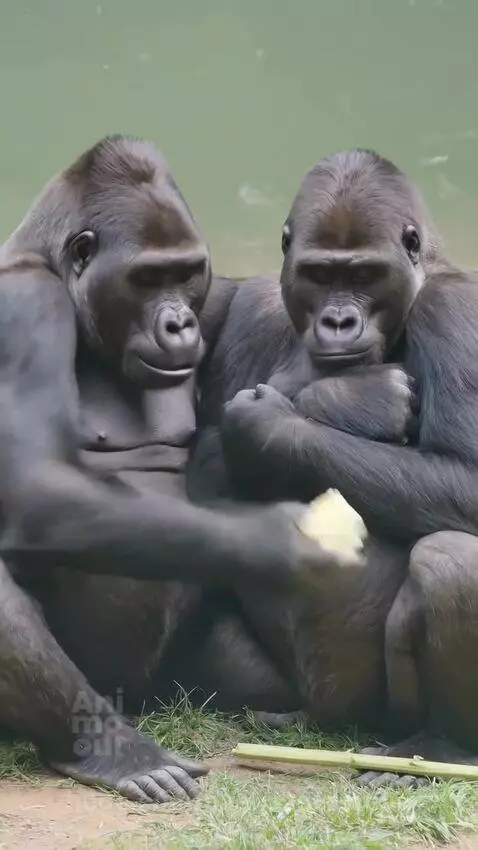 Two gorillas sitting together, one offering a sunflower to the other, with a heartwarming bond displayed.