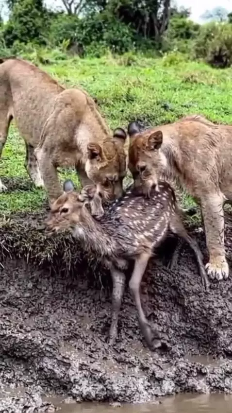 Two lionesses licking and nudging a small, mud-covered fawn stuck at the edge of a muddy bank.