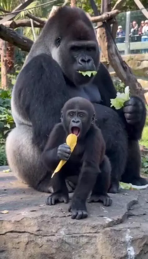 Adult silverback gorilla groans while a baby gorilla vocalizes loudly with a piece of fruit.