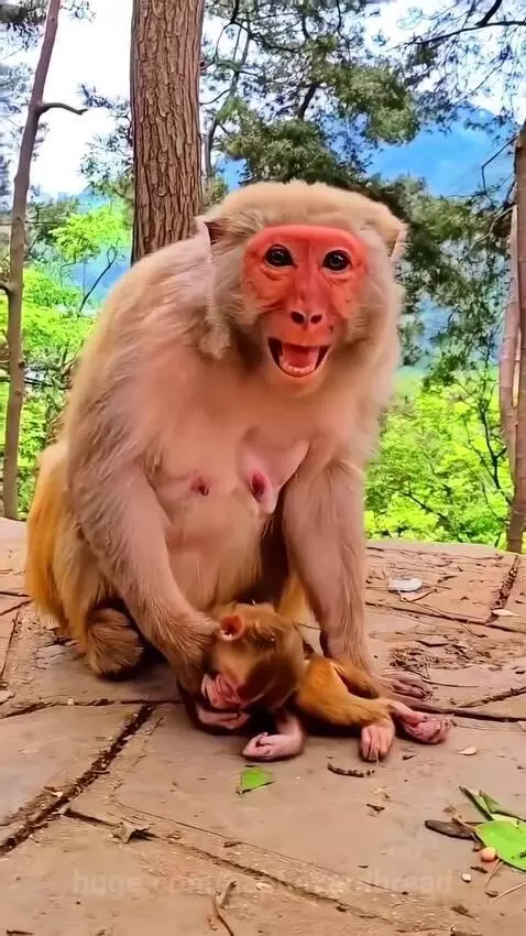 Mother gorilla with red face and light fur holding a limp infant, showing distressed facial expressions.
