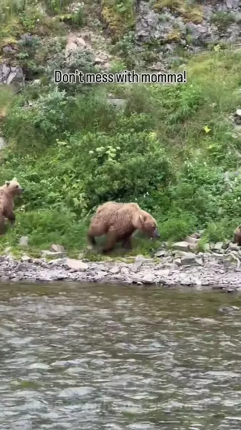 Mother brown bear growling aggressively at another bear, protecting her cubs nearby on a riverbank.