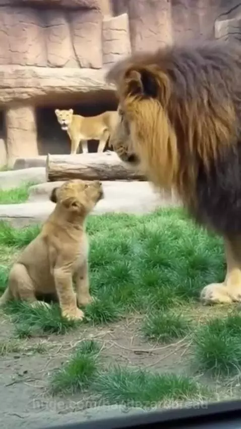 Lioness roars and charges at a male lion after he swats their cub.