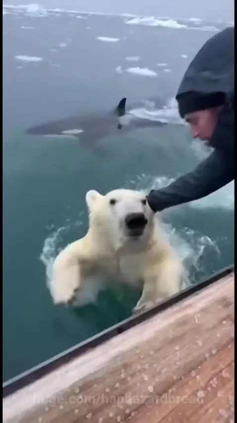 Man in a boat reaching into the water to pull a polar bear away from an orca.
