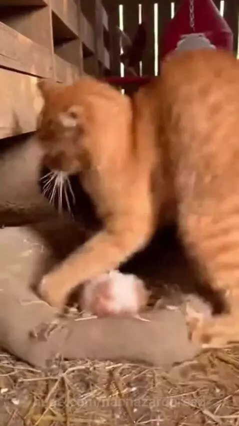 Mother cat fiercely attacking a mongoose to defend her newborn kittens in a barn.