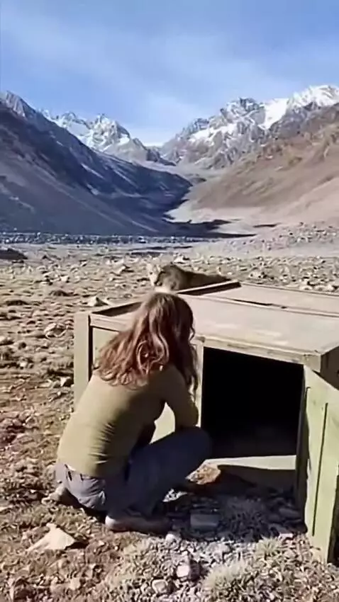Snow leopard nuzzling its rescuer in a rocky, mountainous area with snow-capped peaks.