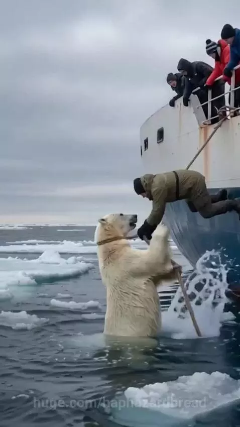 Polar bear being pulled onto a ship deck with a rope, then covered with a blanket.
