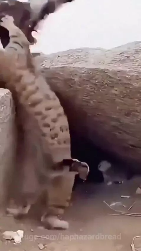 Mother cat lunging out of den to attack a large eagle, defending her hidden kitten.