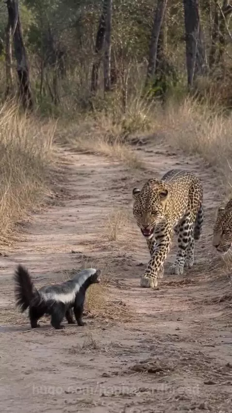 A honey badger facing off against two leopards on a dirt path, with one leopard lunging.