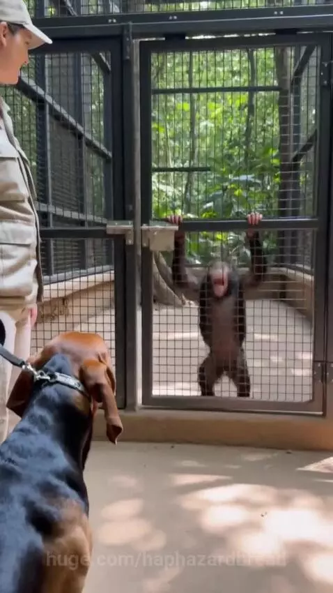 Baby chimpanzee and dog embrace and touch noses in a heartwarming reunion at a zoo.