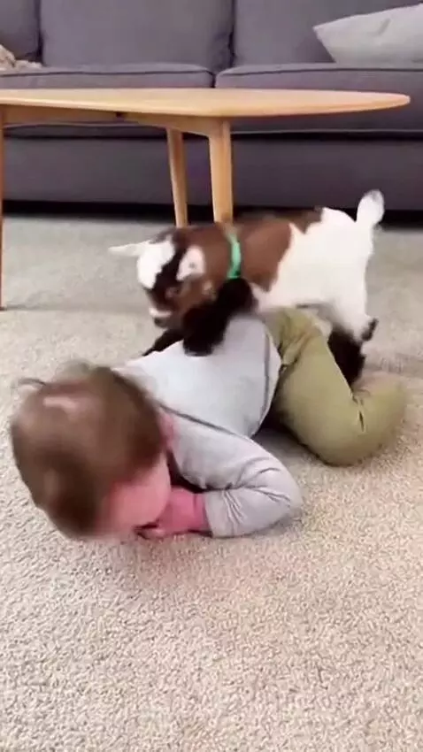 A baby lies on the floor while a small goat playfully jumps on its back and head.