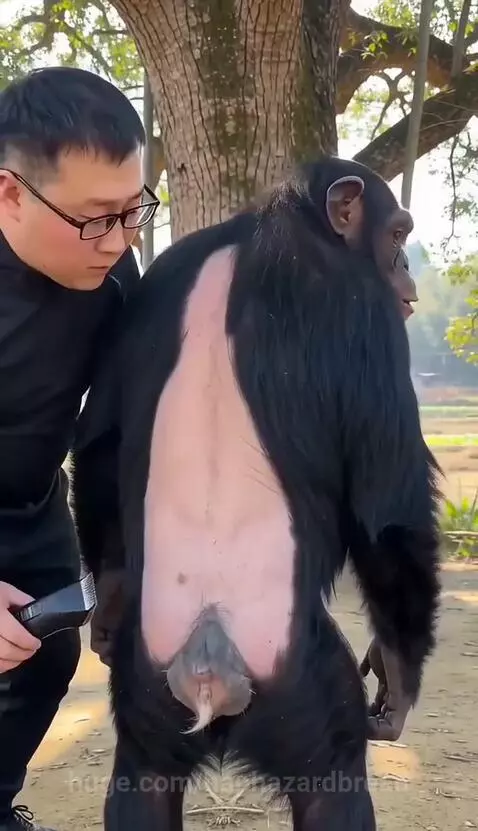 Man shaving a chimpanzee's back, followed by the chimpanzee attacking the man outdoors.