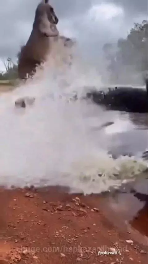 A kangaroo jumps backward away from a muddy pond as a crocodile lunges out of the water.