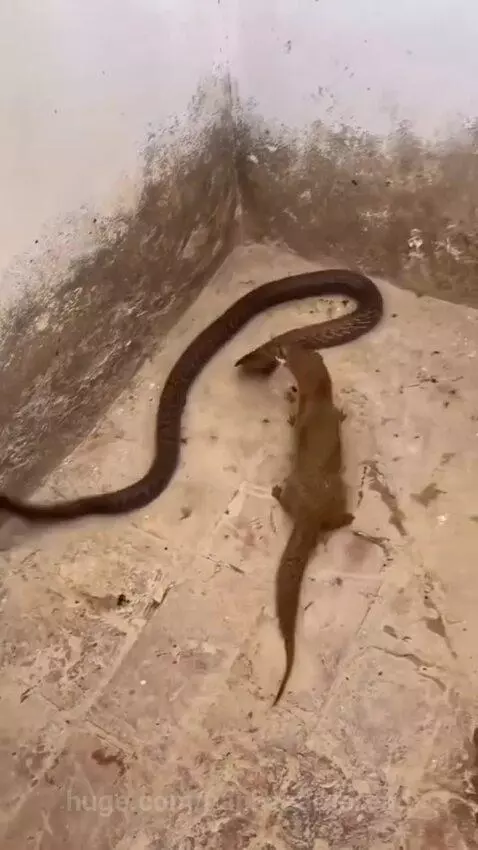 Mongoose lunging at a cobra with its hood flared in a room.