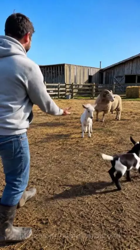 Man in a grey hoodie hugging baby goats on a farm while a ram with large horns stands nearby.