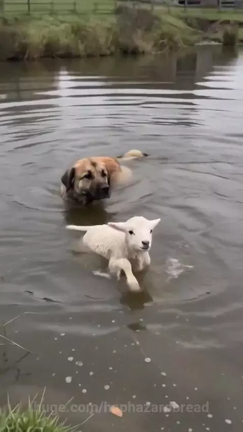 A tan and brown dog carrying a small white lamb by the scruff of its neck out of a pond.