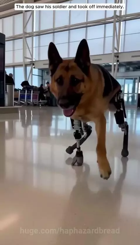 Soldier emotionally embraces German Shepherd with prosthetic legs after reunion at airport.