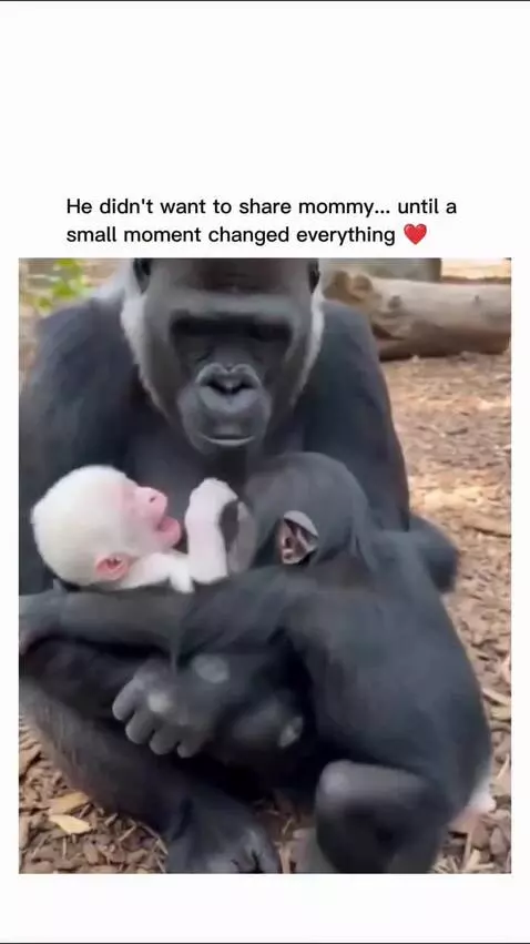 Mother gorilla holding two baby gorillas, one albino, with gentle affection.