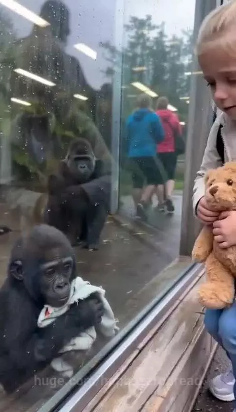Baby gorilla sitting behind glass, holding a white cloth, looking at a young girl with a teddy bear.