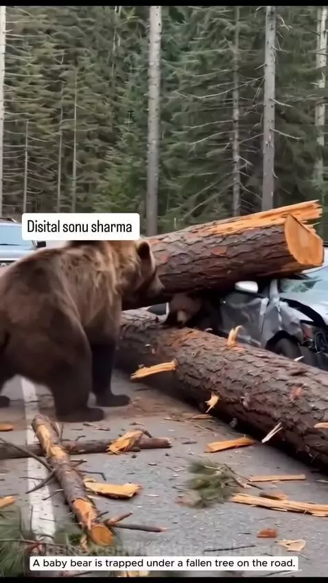 Mother bear pushing a large fallen tree off her cub, reuniting with her baby.