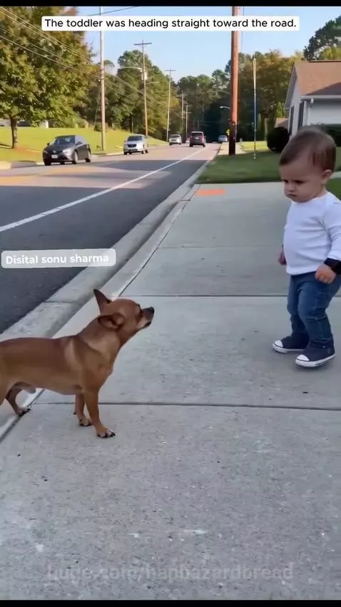 Small chihuahua dog pulling a toddler back from the edge of a road with cars passing.
