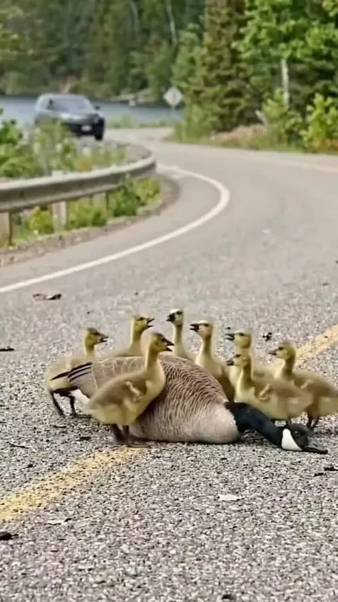 Faith in Humanity Restored: by haphazardbread