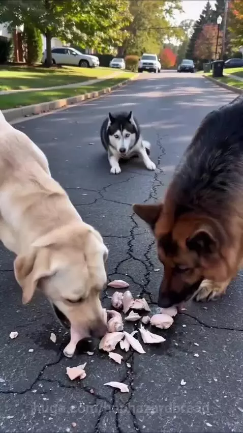 A husky dog barking loudly at a Labrador and German Shepherd eating chicken on a road.