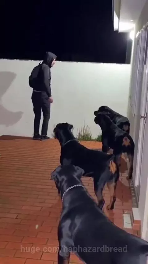 Four large black Rottweiler dogs barking aggressively at a person in a dark hoodie in a backyard at night.