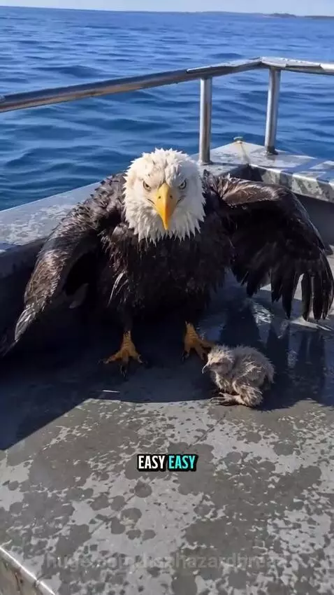 Bald eagle carrying its chick in its talons towards a boat, with a person reaching out to help.