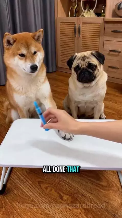 Shiba Inu and Pug sitting at a table, one offering paw for a toy syringe, the other recoiling from a larger syringe.