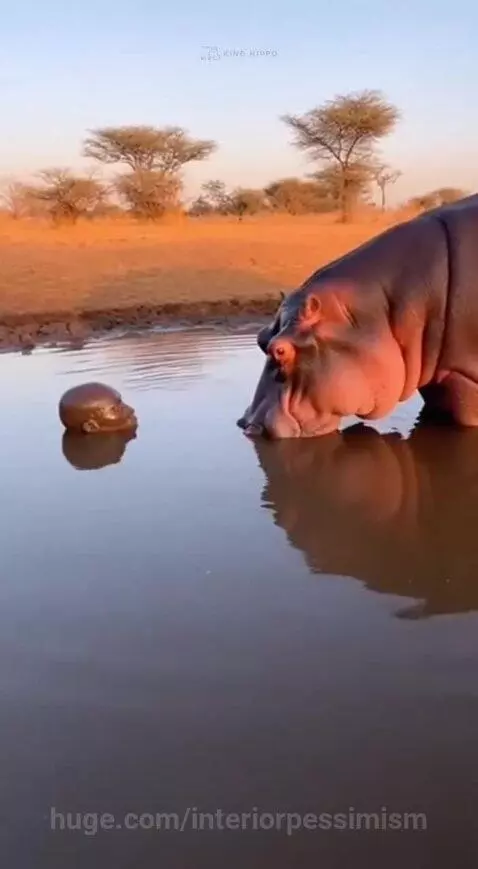 Person's head submerged in muddy water as a hippo lunges towards them, causing a large splash.