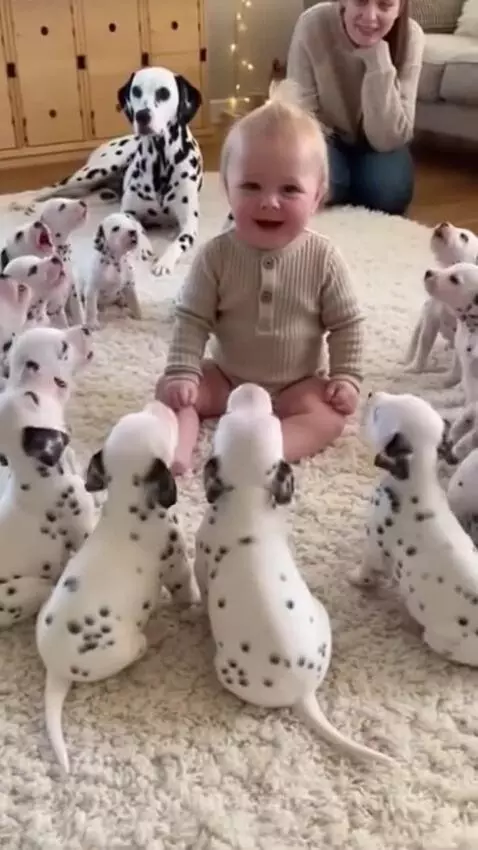 Baby sitting on a rug surrounded by playful Dalmatian puppies barking.