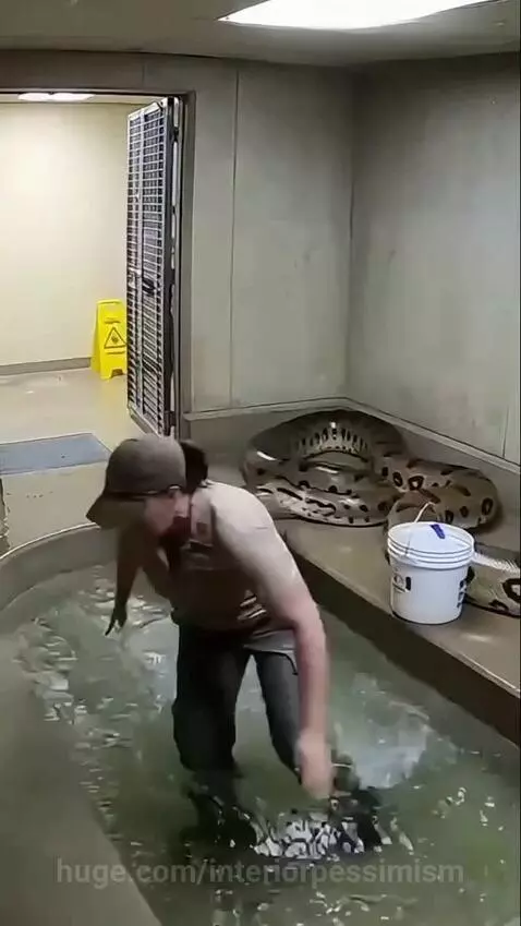 Woman in uniform falls into water next to a large snake, which begins to wrap around her.