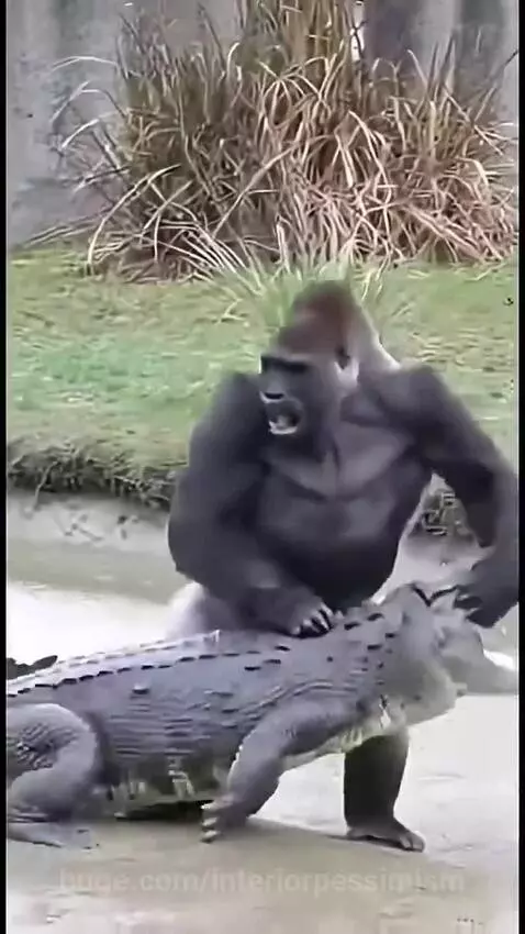 A large gorilla wrestling a crocodile in shallow water, with both animals thrashing.