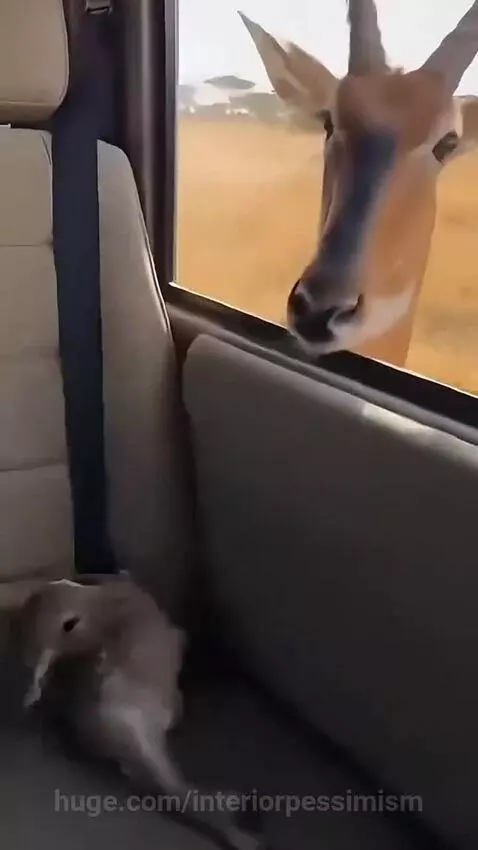 Adult deer nuzzling a fawn lying on a car seat, suggesting a rescue and reunion.