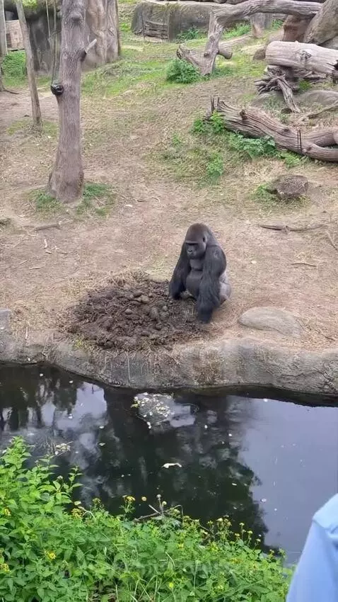 A gorilla stands on its hind legs and throws a clump of mud towards the camera in an outdoor enclosure.