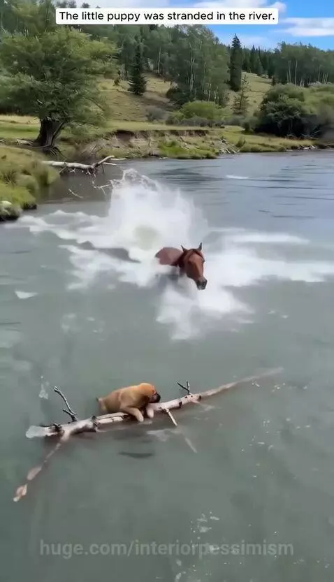 Horse carrying a small puppy on its back, exiting a river after a rescue.