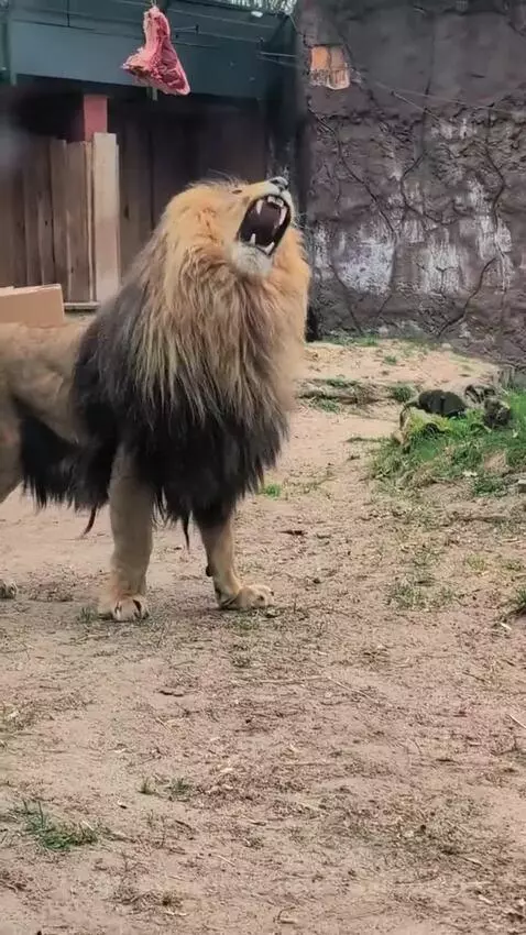 Male lion roars aggressively at a female lion near a piece of meat hanging from a rope in a zoo enclosure.