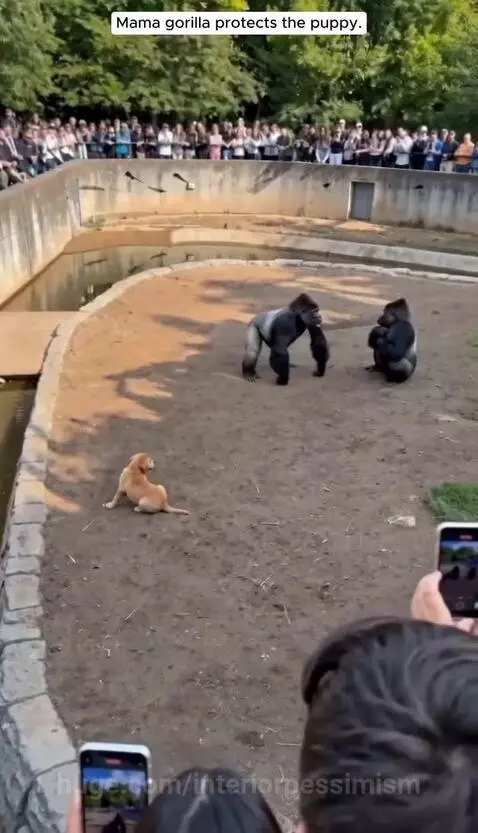Mother gorilla gently holding a small puppy in a zoo enclosure, with onlookers surprised.