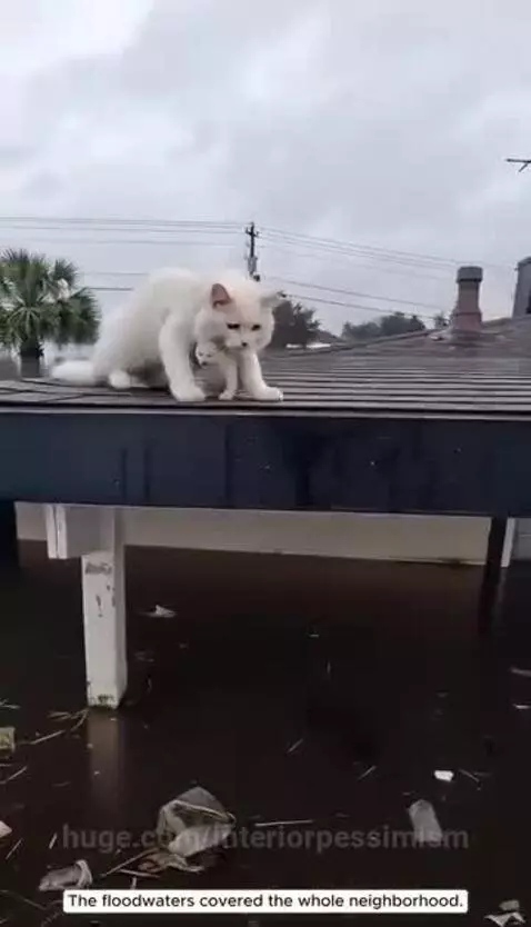 Mother cat perched on a submerged roof, protecting her tiny kitten during a flood.