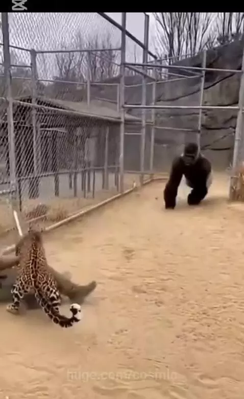 Great man standing another great man by cosmic