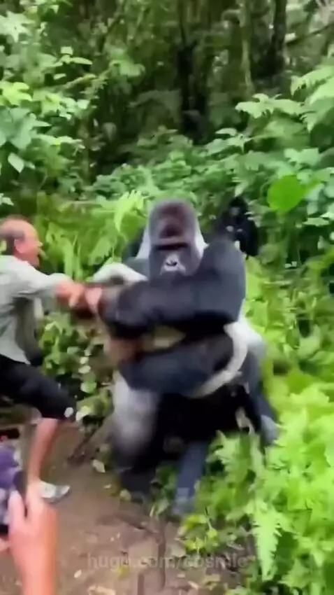 When the Gorilla Crossed the Line😳😳😳 by cosmic