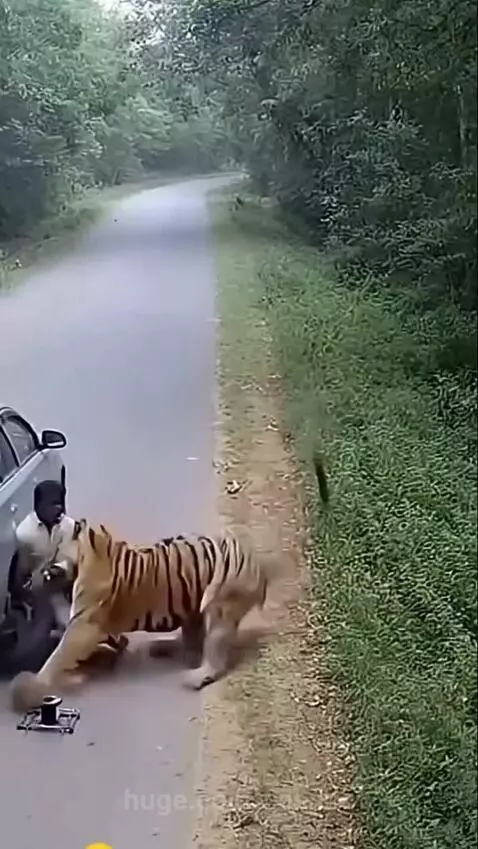 Man changing car tire on roadside as tiger emerges from bushes behind him.