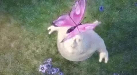 Fluffy white bunny lying on grass, a pink butterfly lands on its head, then an apple appears.