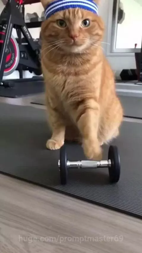 Orange cat wearing a headband doing bicep curls with a dumbbell on a yoga mat.