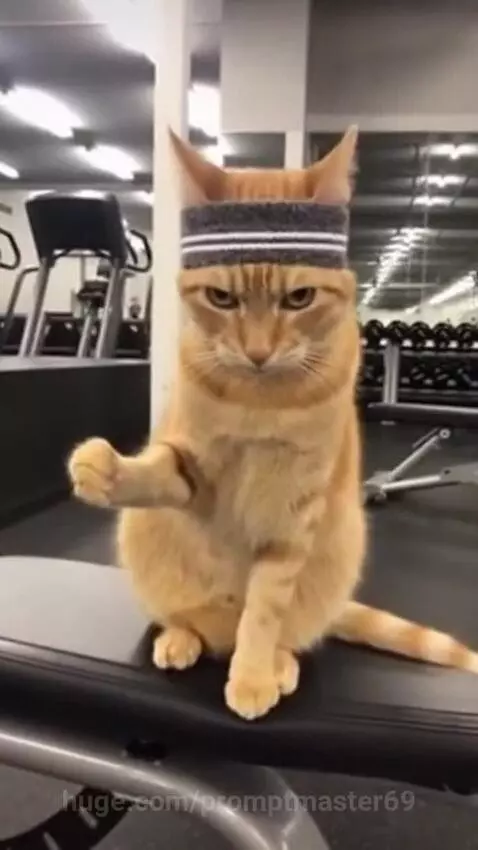 Orange cat wearing a striped headband sits on a gym bench, looking focused.